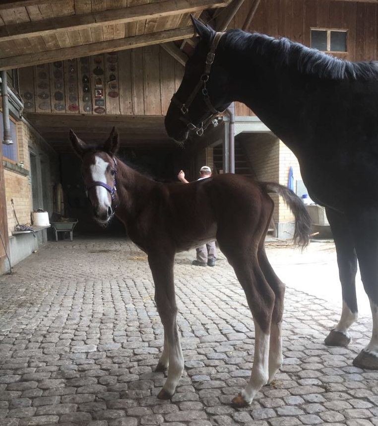 Hickstead vom Huebelihof