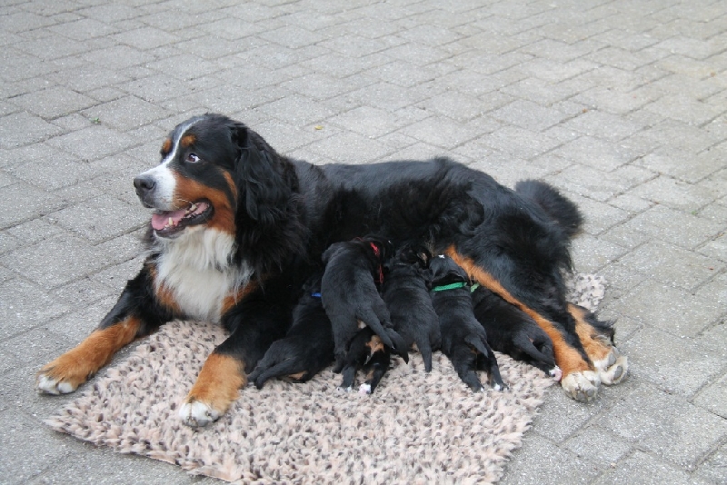 Nola mit Welpen