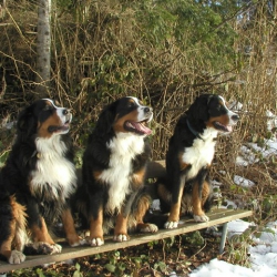 berner-sennenhund02