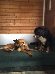 Ferienhunde IMG 2494