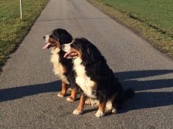 Nola und Pavia schauen in die Ferne.