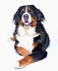 Nuana vom Hübelihof als Fotomodell!!!