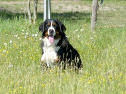 Nuana von Hübelihof