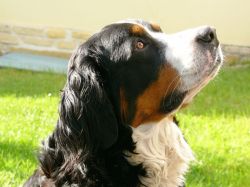 Hast Du was für mich? (Denkt Nuba vom Hübelihof)