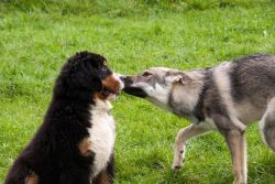 Orlando vom Hübelihof in der Welpenspielgruppe