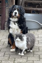 Wer hat hier wohl das Sagen?