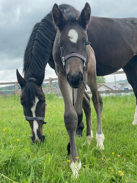 Giuliano vom Hübelihof