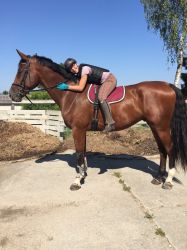 Mon Chéri vom Hübelihof, ein Pferd zum Verlieben.