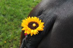 Blumige Aussichten.........