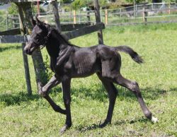 Dream Boy vom Hübelihof, 2 Tage alt