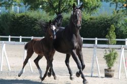 Giulia vom Hübelihof und Mama Goa tanzen sich in die Herzen der Zuschauer
