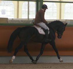 Capitain vom Hübelihof