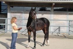 Capitain vom Hübelihof