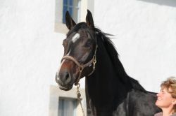 Capitain vom Hübelihof