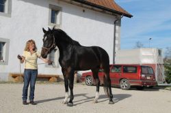 Capitain vom Hübelihof