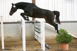 Capitain vom Hübelihof, das Springwunder.......