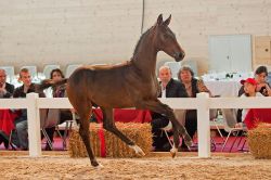 Donnerprinz vom Hübelihof