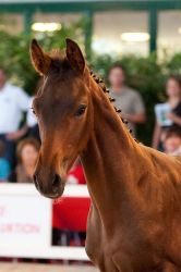Donnerprinz vom Hübelihof</br>Der ausdrucksstarke Prinz an der Elitefohlenauktion Brunegg 2010