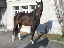 Emily vom Hübelihof