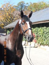 Lord Lancelot vom Hübelihof