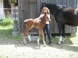 Mon Chéri vom Hübelihof