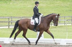 Mon Chéri vom Hübelihof - Dressurprüfung für 4-j. CH-Pferde, sehr schön präsentiert von Hans Voser.