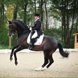 Roberto Cavalli, 3/4 Bruder zu Romera vom Hübelihof, zu sehen im GP mit seiner Ausbildnerin und Besitzerin!