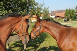 Zwei Fohlen, die sich verstehen: Schneeflocke vom Hübelihof und Geneva vom Hübelihof