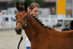 Schneeflocke vom Hübelihof