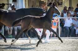 Giulia vom Hübelihof