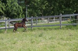 Giulia vom Hübelihof