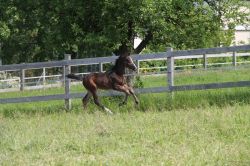 Giulia vom Hübelihof