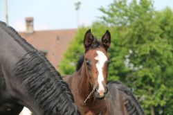 Giulia vom Hübelihof
