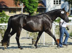 Romera vom Hübelihof