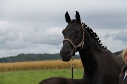 Romera vom Hübelihof