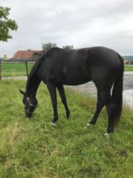 Schuona vom Hübelihof