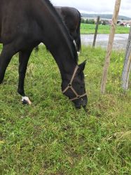 Schuona vom Hübelihof